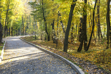 Fototapeta premium View of path in beautiful autumn park