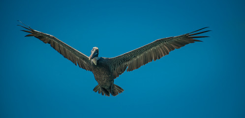 Obraz premium Bonaire