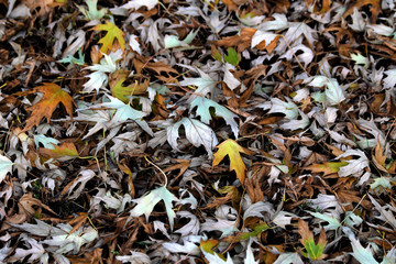 Background in yellow tones layers of leaf.  Autumn leaf litter in the city, autumn outdoor nature background with colorful fallen leaves