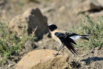 Black-eared Wheatear (Oenanthe hispanica), Crete