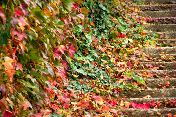 Creeper plant multicolor ivy on stone ladder in autumn