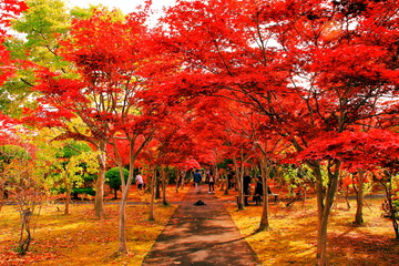 北海道、札幌平岡樹芸センターの紅葉