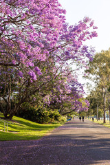 Walking path under jacaranda trees in the Brisbane suburb of West End