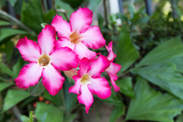 Adenium Flowers
