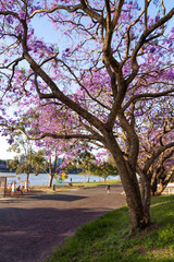 Obraz premium Jacaranda tree in bloom