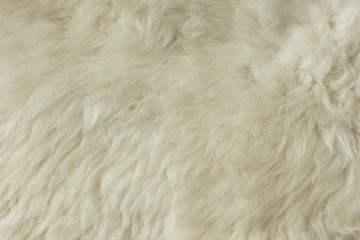 White shaggy natural sheep fur texture for background 