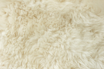 White shaggy natural sheep fur texture for background 