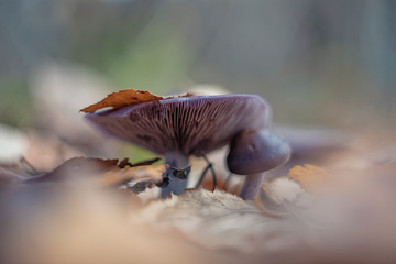 Clitocybe nuda (wood blewit, lepista nuda) 