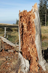 Tronc d'arbre pourri
