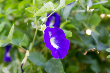 Butterfly pea flower