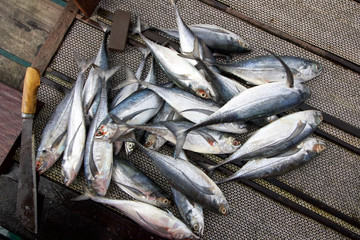 group of freshly caught fish on a pier