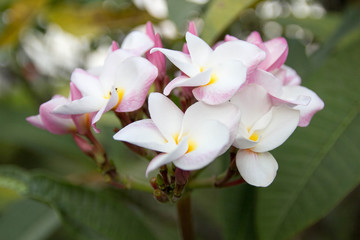 Plumeria Flowers