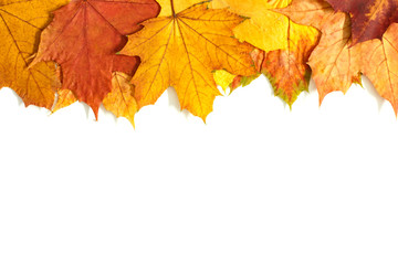 Beautiful colorful autumn leaves on white background.