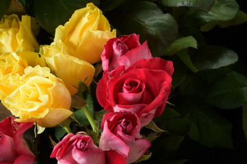 close up of colorful rose for background 