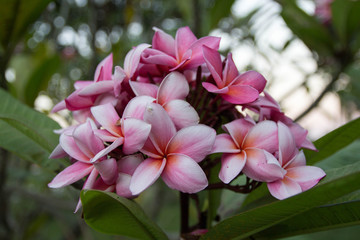 Plumeria Flowers