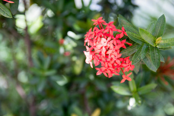 Rubiaceae flowers
