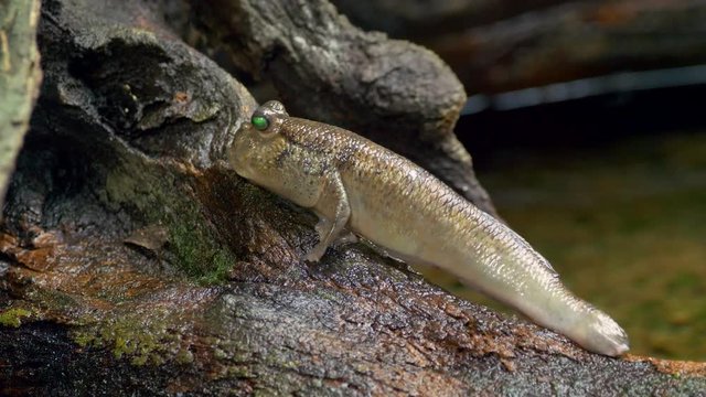 Atlantic mudskipper (Periophthalmus barbarus)