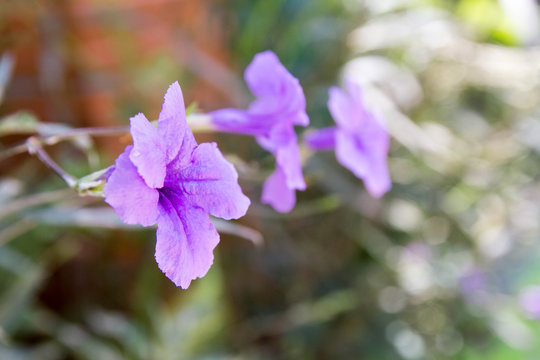 Ruella simplex Flowers