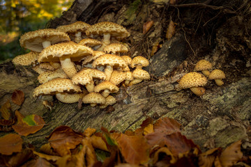 Cluster of Honey Fungus growing on tree trunk
