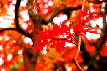北海道、札幌平岡樹芸センターの紅葉