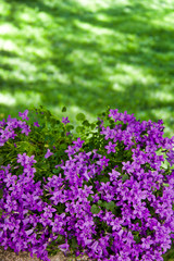 luxuriant violet campanula medium plant in a green garden