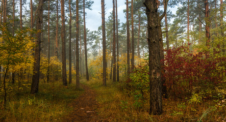 Fototapeta premium walk in the autumn. walk in the woods. autumn colors. autumn leaves. melancholy.