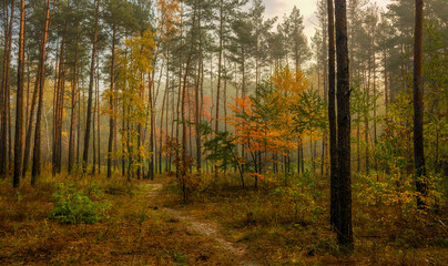 Fototapeta premium walk in the autumn. walk in the woods. autumn colors. autumn leaves. melancholy.