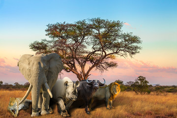 African Big Five: Leopard, Elephant, Black Rhino, Buffalo and Lion in savannah landscape at sunset...