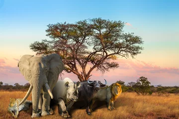 Fototapeten Afrikanische Big Five: Leopard, Elefant, Spitzmaulnashorn, Büffel und Löwe in Savannenlandschaft bei Sonnenuntergang. Safariszene mit wilden Tieren. Wildlife-Hintergrund. © bennymarty