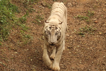 white tiger, indian tiger