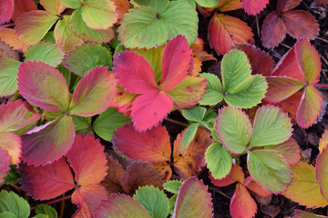 Beautiful colorful leaves in the fall strawberries in the garden in the garden.