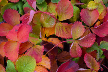 Beautiful colorful leaves in the fall strawberries in the garden in the garden.