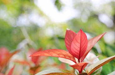 Blindness tree's leaf(Excoecaria cochinchinensis) on blurred background in the summer garden.