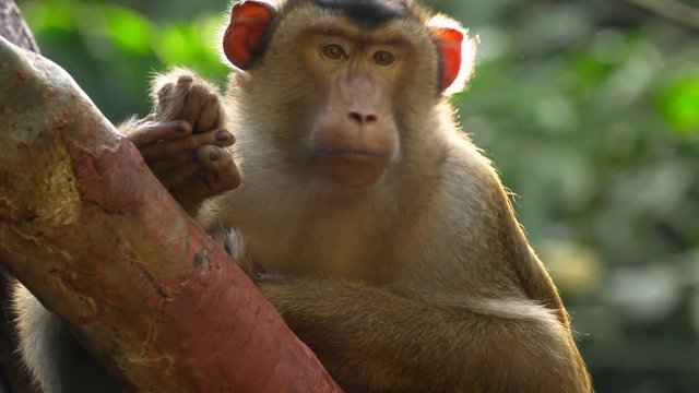 Southern pig-tailed macaque (Macaca nemestrina) portrait