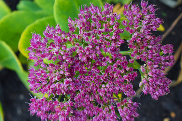 Purple Sedum on a flower bed in the garden.