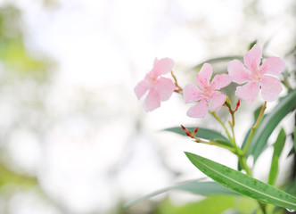 Close up pink sweet oleander flower or rose bay (fragrant oleander, oleander, Nerium oleander L,...