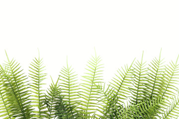elevated view of arranged green fern branches isolated on white
