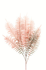 flat lay with beautiful red fern branches isolated on white, minimalistic concept