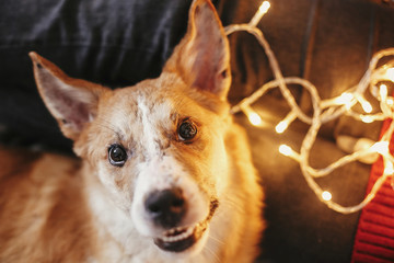 beautiful cute dog sitting at owners legs on background of golden beautiful christmas lights in festive room. doggy with adorable eyes at glowing illumination. cozy winter holidays