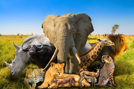 Big Five and wild african animals on savannah nature background. Serengeti wildlife area in Tanzania, Africa. African safari scene landscape. Wallpaper background.
