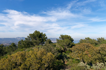 Fototapeta premium Mediterranean forest in the coast of the Var coast