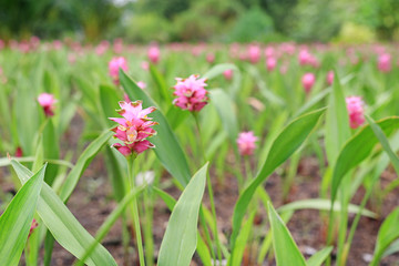 Obraz premium Blooming pink Krachai flower (Siam tulip) in the summer garden.