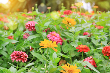 Colorful of zinnia flower in the garden under rays of sunlight.