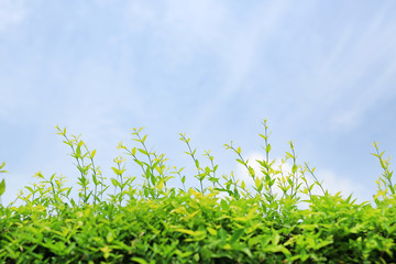 Young leaves decoration wall tree with wind against blue sky background.