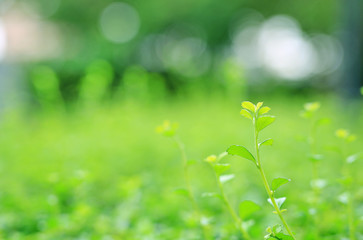 Fresh young green tree top leaf on blurred background in the summer garden. Close-up nature leaves in field for use in web design or wallpaper.