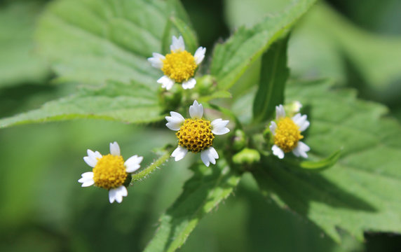 The tiny white flowers of Galinsoga parviflora, also known as Gallant Soldiers. Native of South America it is now a common garden weed in Europe .