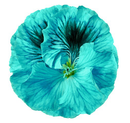 Petunia turquoise flower on a  white isolated background with clipping path.   Closeup.  no shadows.  For design.  Nature.