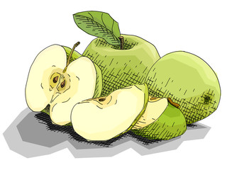 Vector illustration of drawing fruit green apples.