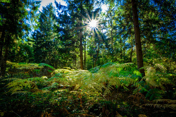 Sunlit Ferns, Autumnal woodland Background.