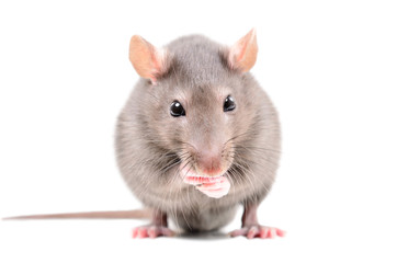 Portrait of a funny little rat, isolated on white background